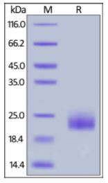 Canine GITR, His Tag on SDS-PAGE under reducing (R) condition. The gel was stained overnight with Coomassie Blue. The purity of the protein is greater than 90%.